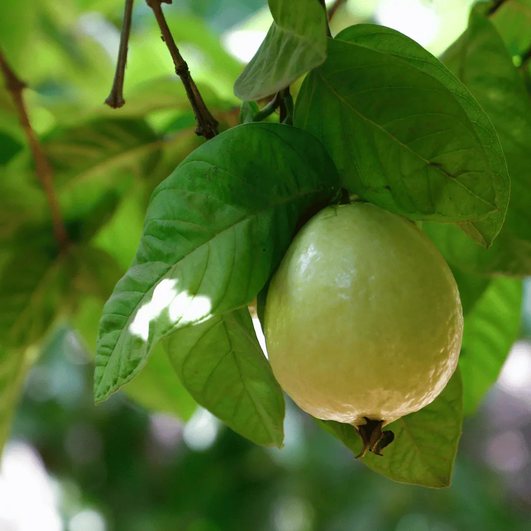 Buy Safeda Guava ( Psidium guajava) Plant Online at Lalitenterprise