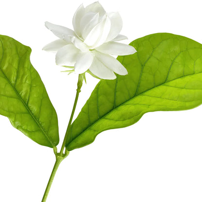 Buy Arabian Jasmine Plant Online at Lalitenterprise