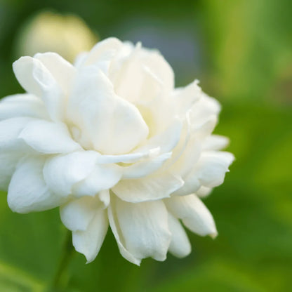 Buy Arabian Jasmine (Jasminum Sambac) Plant Online at Lalitenterprise