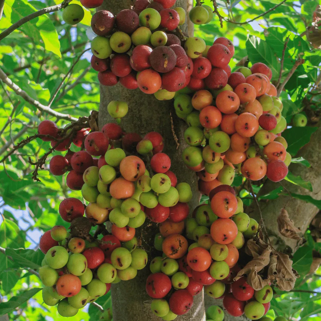 Buy Ficus racemosa Plant Online at Lalitenterprise