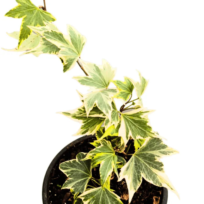 Buy Acer cissifolium Plant Online at Lalitenterprise