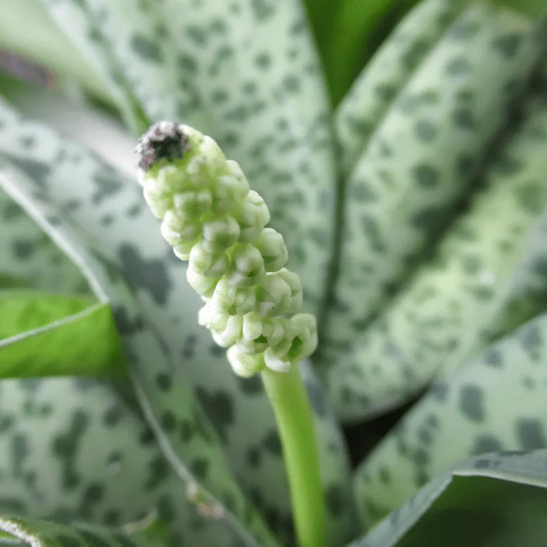 Buy Drimiopsis Maculata Plant Online at Lalitenterprise