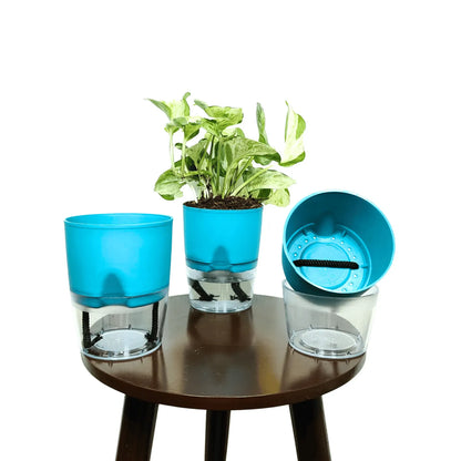 Buy LOBELLO Premium Quality self watering Sea Blue pot Online at Lalitenterprise