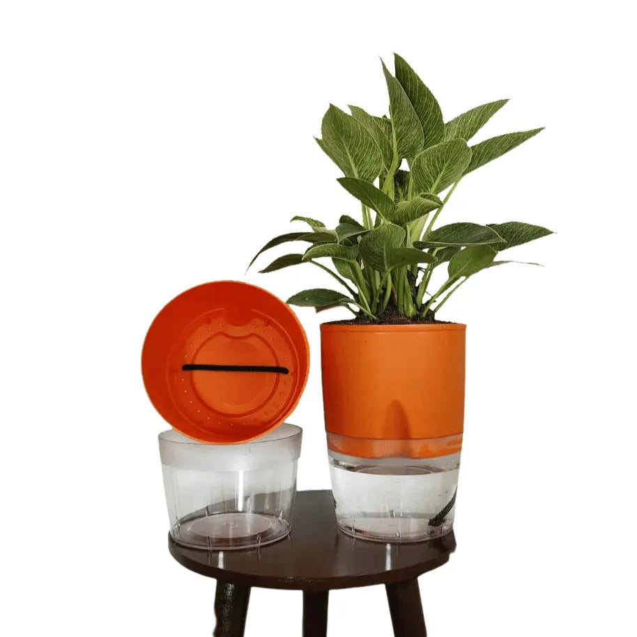 Buy LOBELLO Premium Quality self watering Orange pot Online at Lalitenterprise
