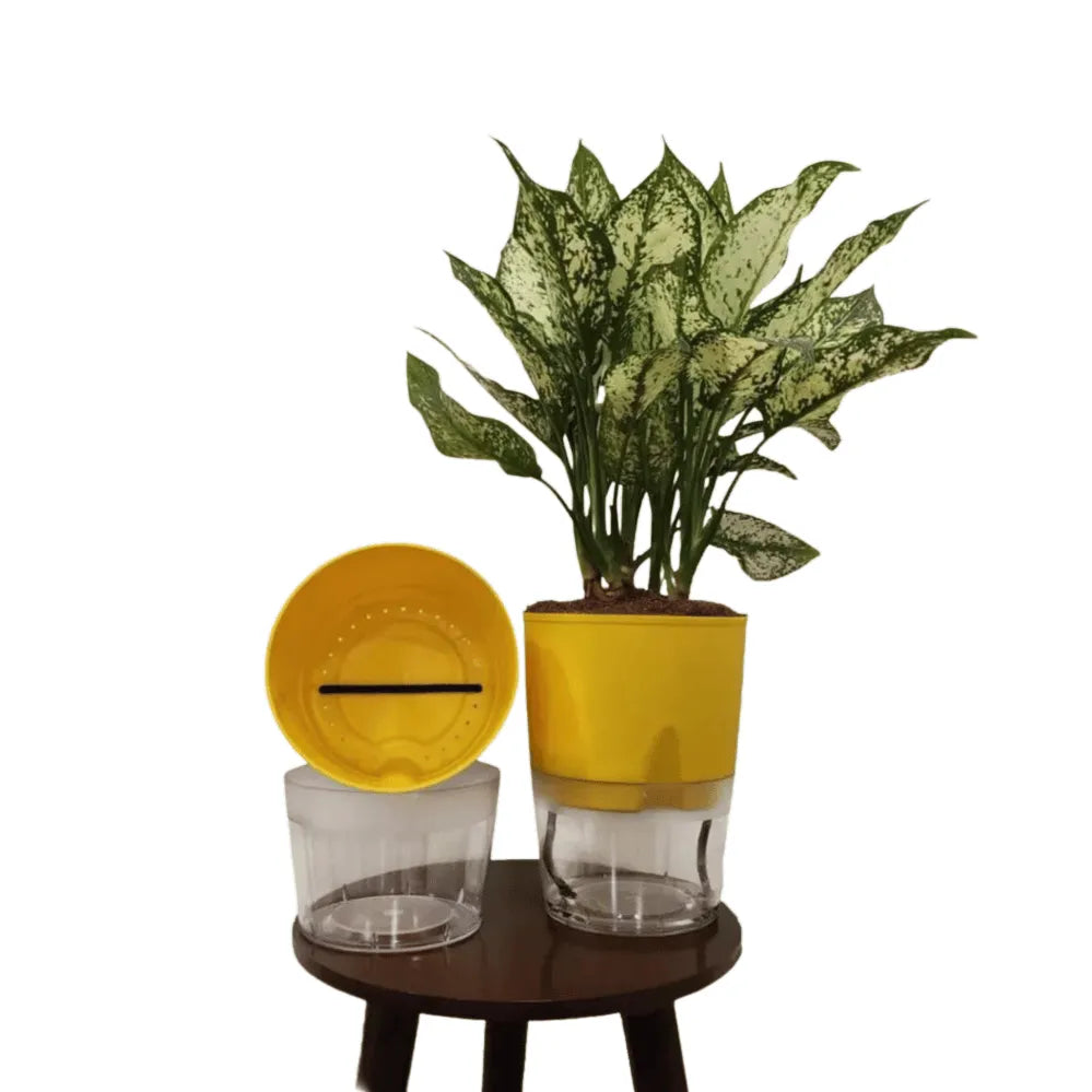 Buy LOBELLO Premium Quality self watering Yellow pot Online  at Lalitenterprise