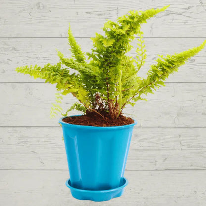 Buy Fluffy Ruffle Fern (Nephrolepis Exaltata), Sword Fern Plant Online at Lalitenterprise