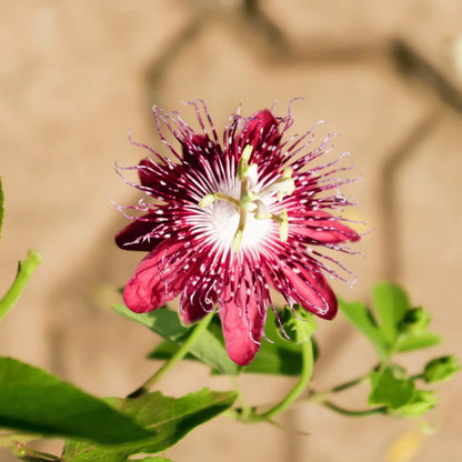 Krishnakamal, Passiflora, Passion Flower (Pink) - Plant