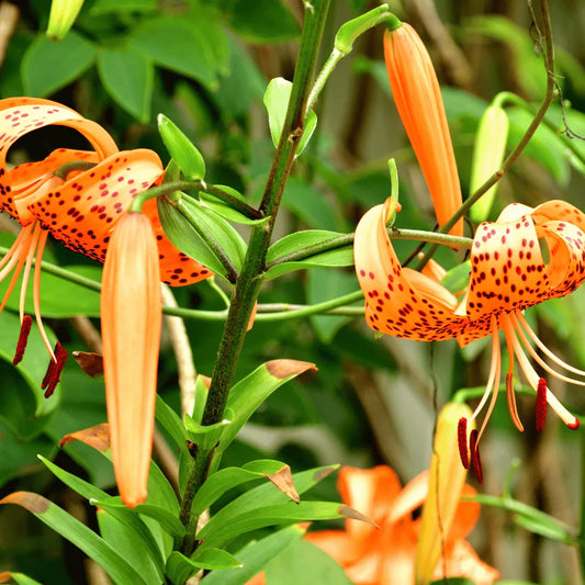 Ruttya Fruticosa (Rabbit Ears, Orange Bird) Plant