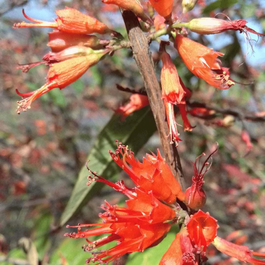 Ruttya Fruticosa (Rabbit Ears, Orange Bird) Plant