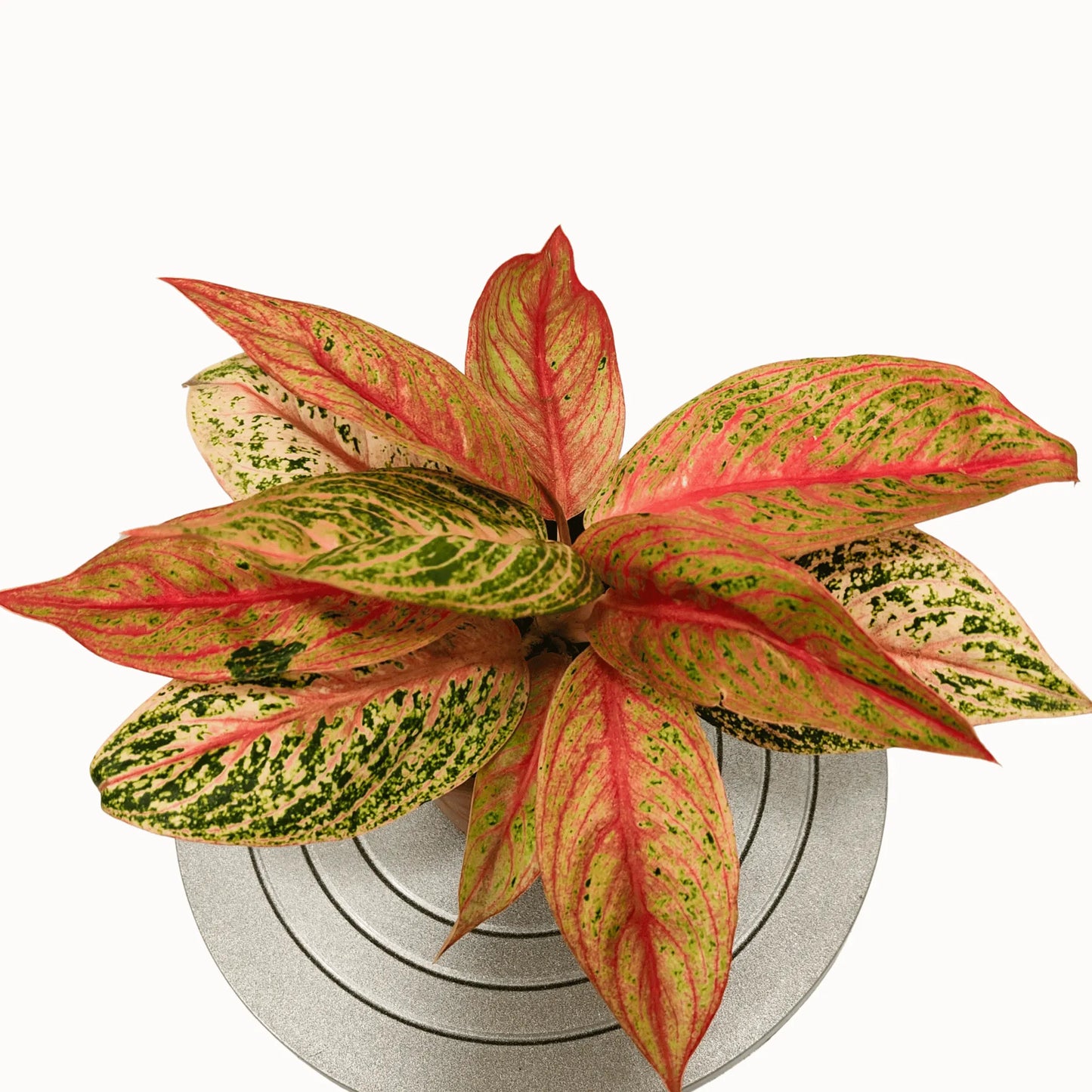 Buy Aglaonema Marlin Plant Online at Lalitenterprise