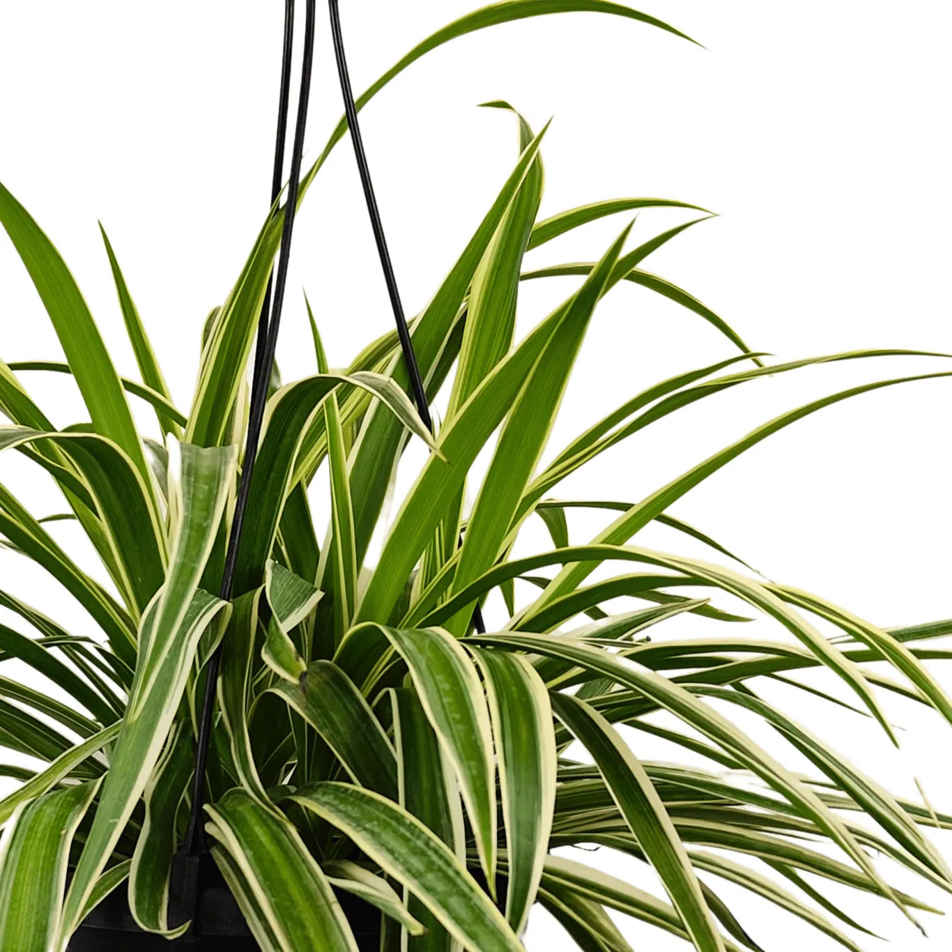 Buy Spider Plant With Hanging Basket Online at Lalitenterprise