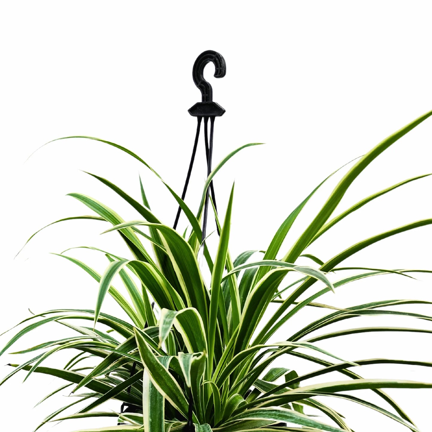 Buy Spider Plant (Chlorophytum Comosum) With Hanging Basket Online at Lalitenterprise