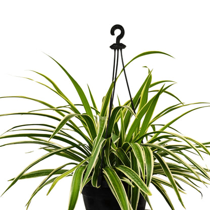 Buy Chlorophytum Comosum With Hanging Basket Online at Lalitenterprise