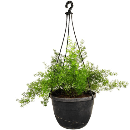 Buy Asparagus Foxtail Fern Plant With Hanging Basket Online at Lalitenterprise