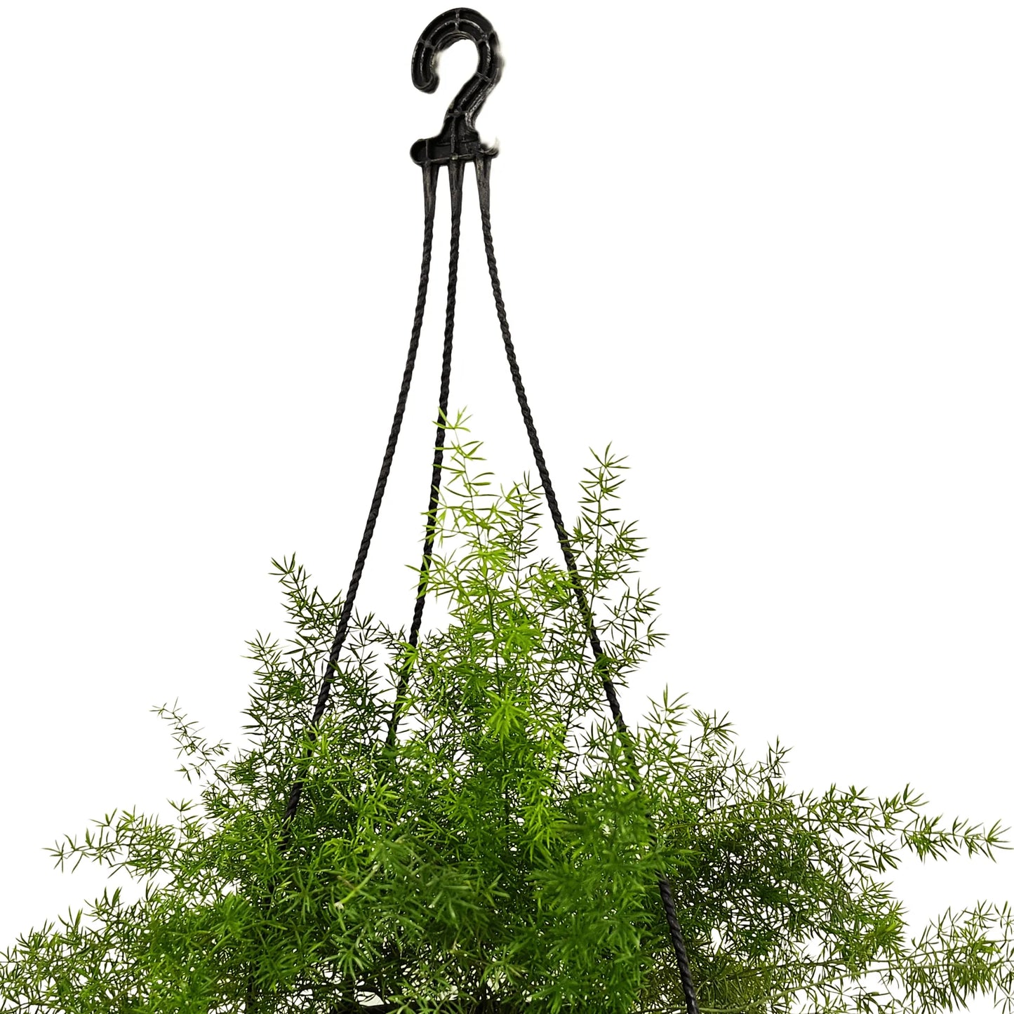 Asparagus Foxtail Fern Plant With Hanging Basket