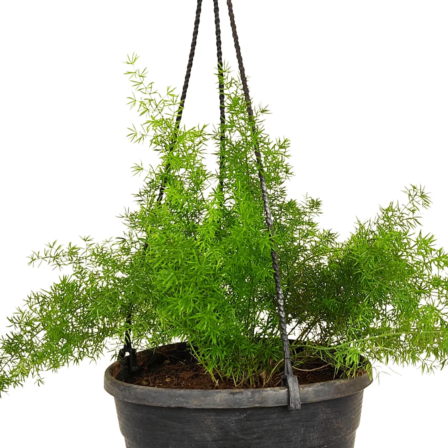 Asparagus Foxtail Fern Plant With Hanging Basket