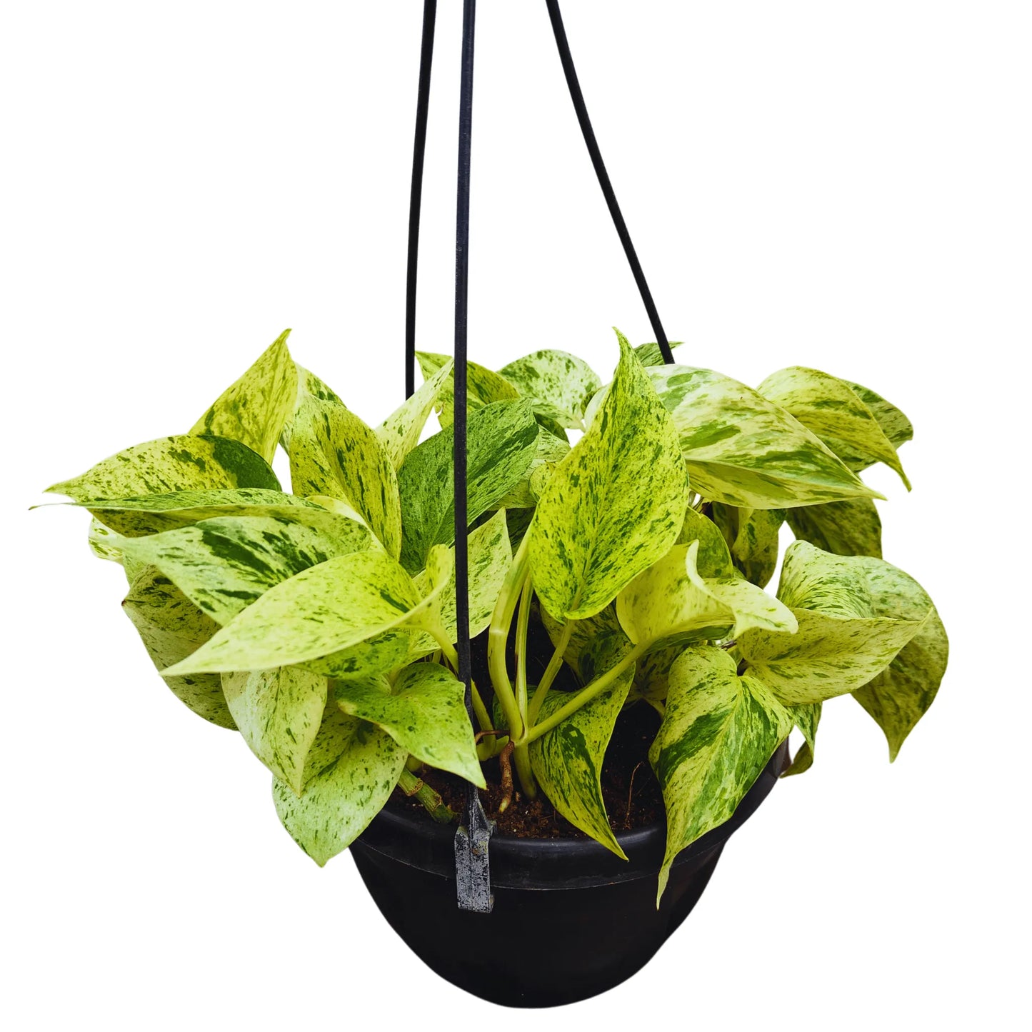 Buy Marble Queen Pothos With Hanging Basket Online at Lalitenterprise