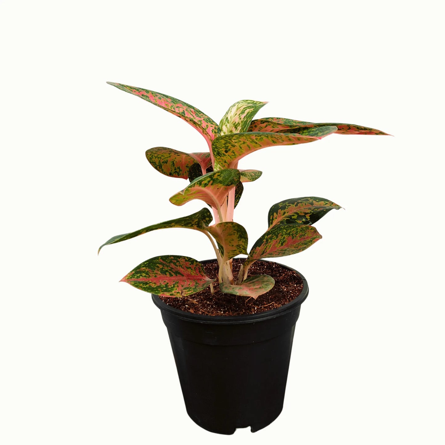 Buy Aglaonema Harlequin (Harlequin Chinese Evergreen) Plant Online at Lalitenterprise
