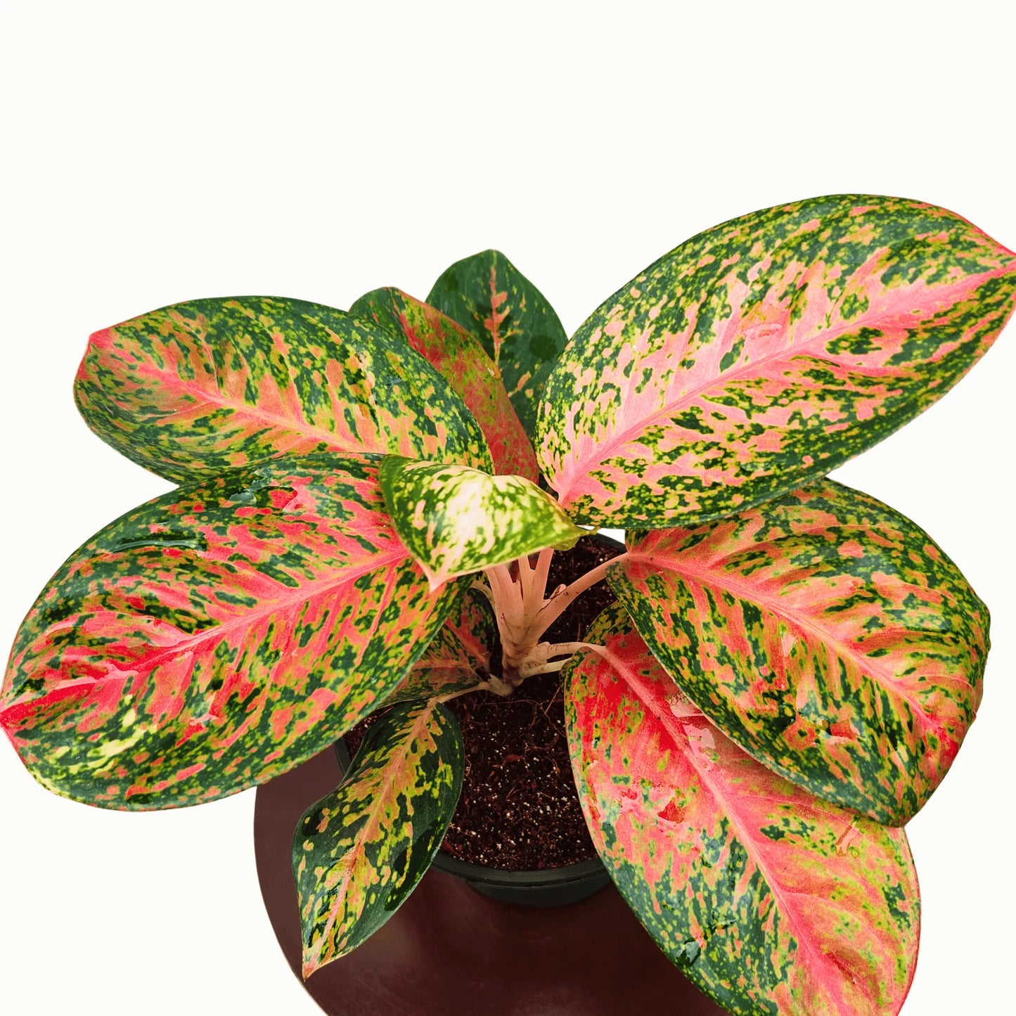 Buy Aglaonema Harlequin (Harlequin Chinese Evergreen) Plant Online at Lalitenterprise