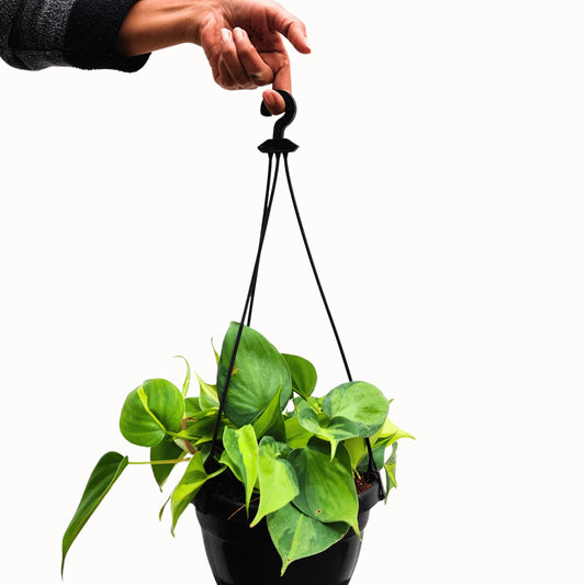 Buy Brasil Philodendron  Pothos With Hanging Basket Online at Lalitenterprise
