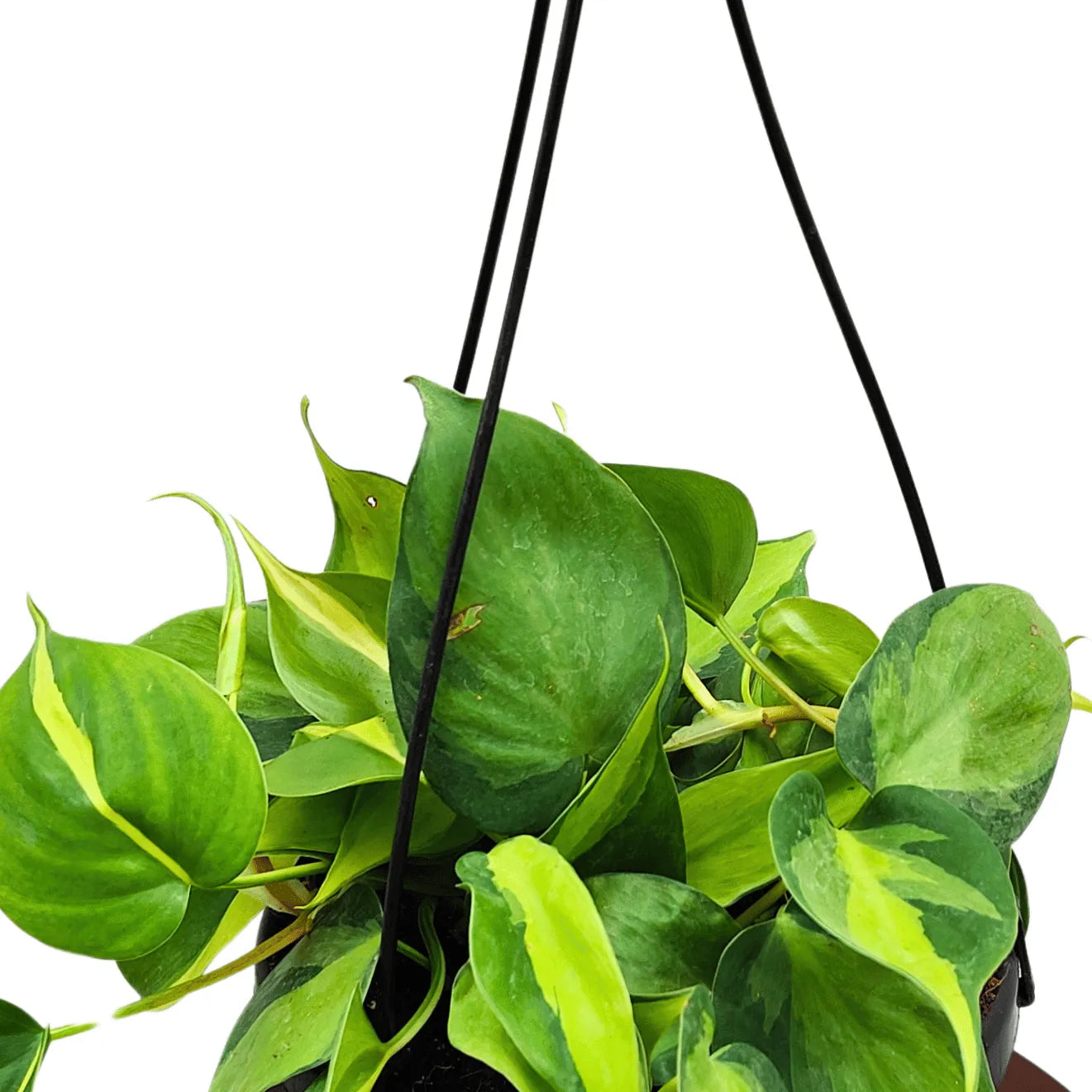 Buy Brasil Philodendron Pothos With Hanging Basket Online at Lalitenterprise
