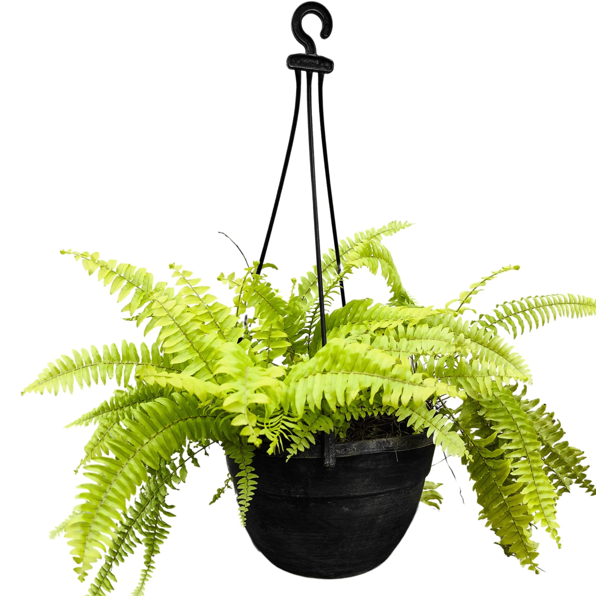 Buy Golden Fern Plant With Hnaging Basket online at Lalitenterprisse