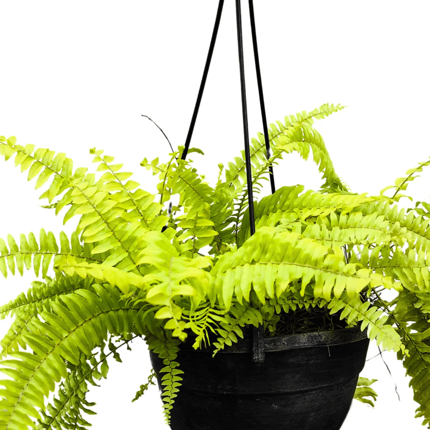 Buy Golden Fern Plant With Hnaging Basket online at Lalitenterprisse