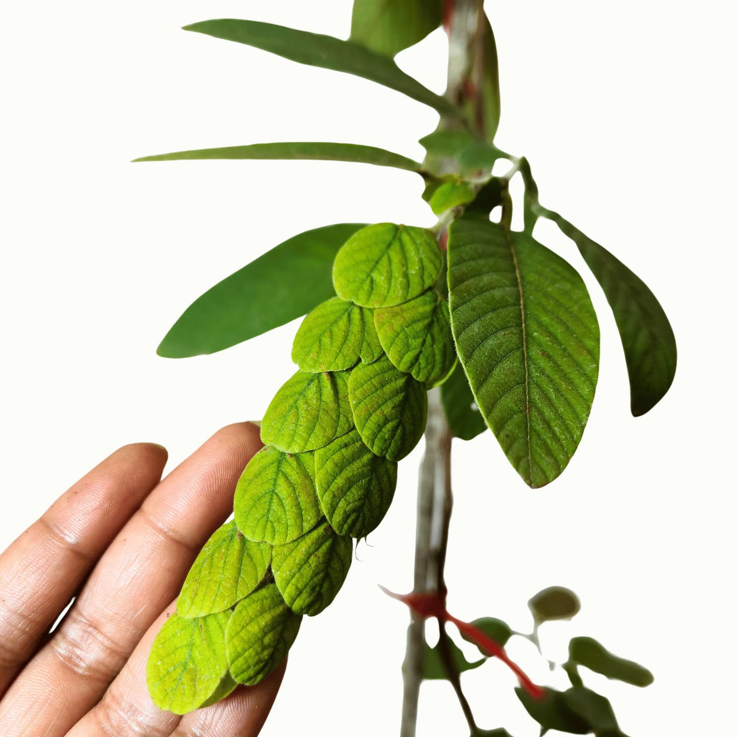 Buy Flemingia Macrophylla Plant Online at Lalitenterprise