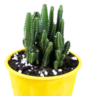 Buy  Fairytale Cactus Plant Online at Lalitenterprise