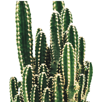 Buy Elongated Cactus Plant Online at Lalitenterprise