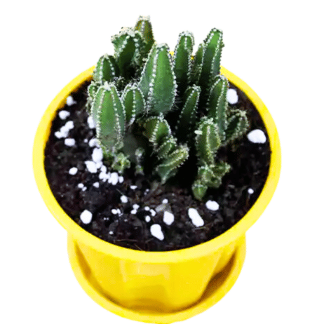 Buy Elongated Cactus (Fairytale Cactus) Plant Online at Lalitenterprise