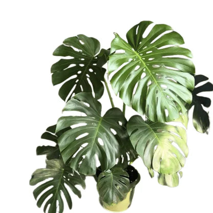 Buy Monstera Deliciosa, Swiss Cheese Plant Online at Lalitenterprise