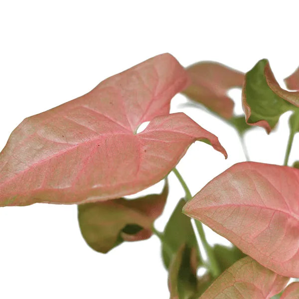 Buy Pink Syngonium Plant Online at Lalitenterprise