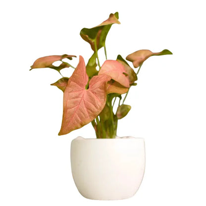 Buy Pink Syngonium Plant Online at Lalitenterprise