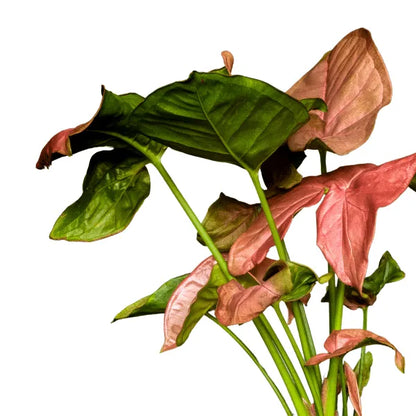 Buy Pink Syngonium Plant Online at Lalitenterprise