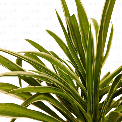 Buy Chlorophytum Comosum plant green Online at Lalitenterprise