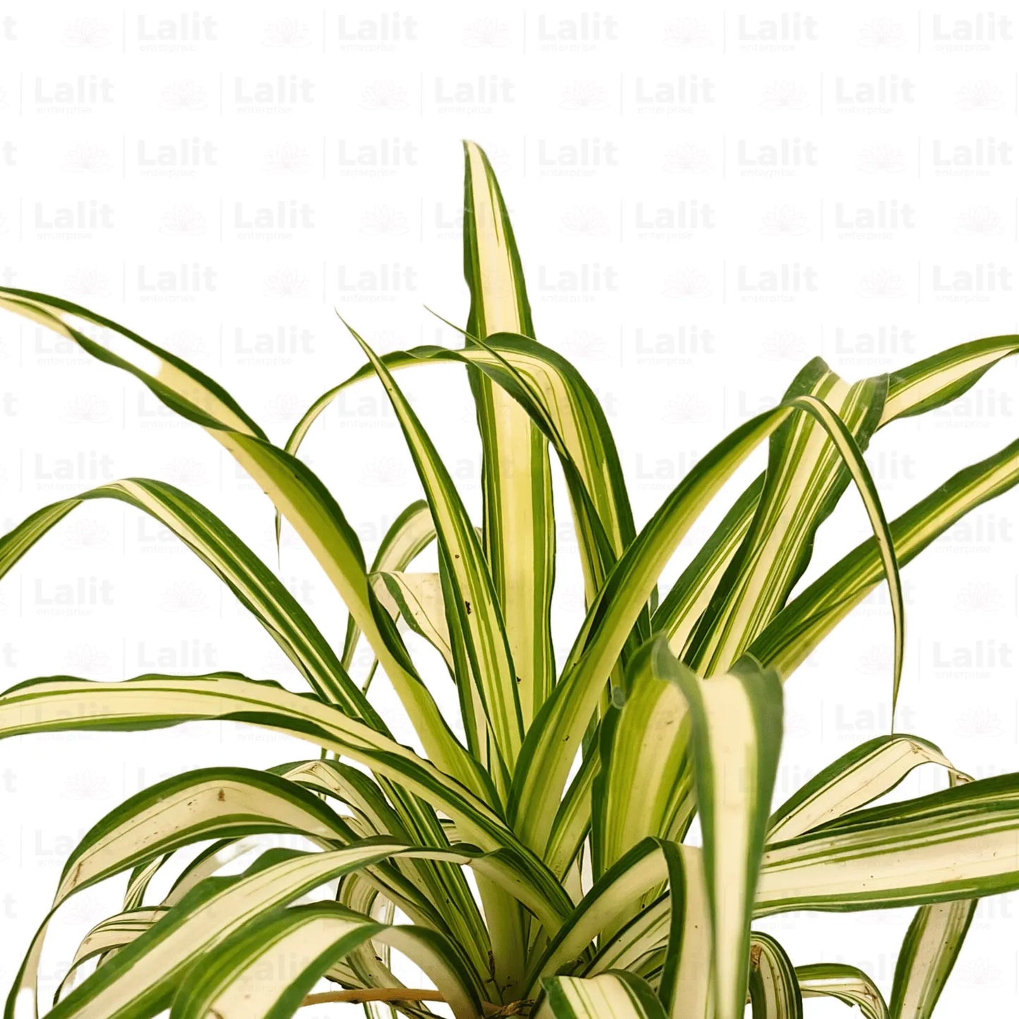 Buy Spider Plant white Online at Lalitenterprise