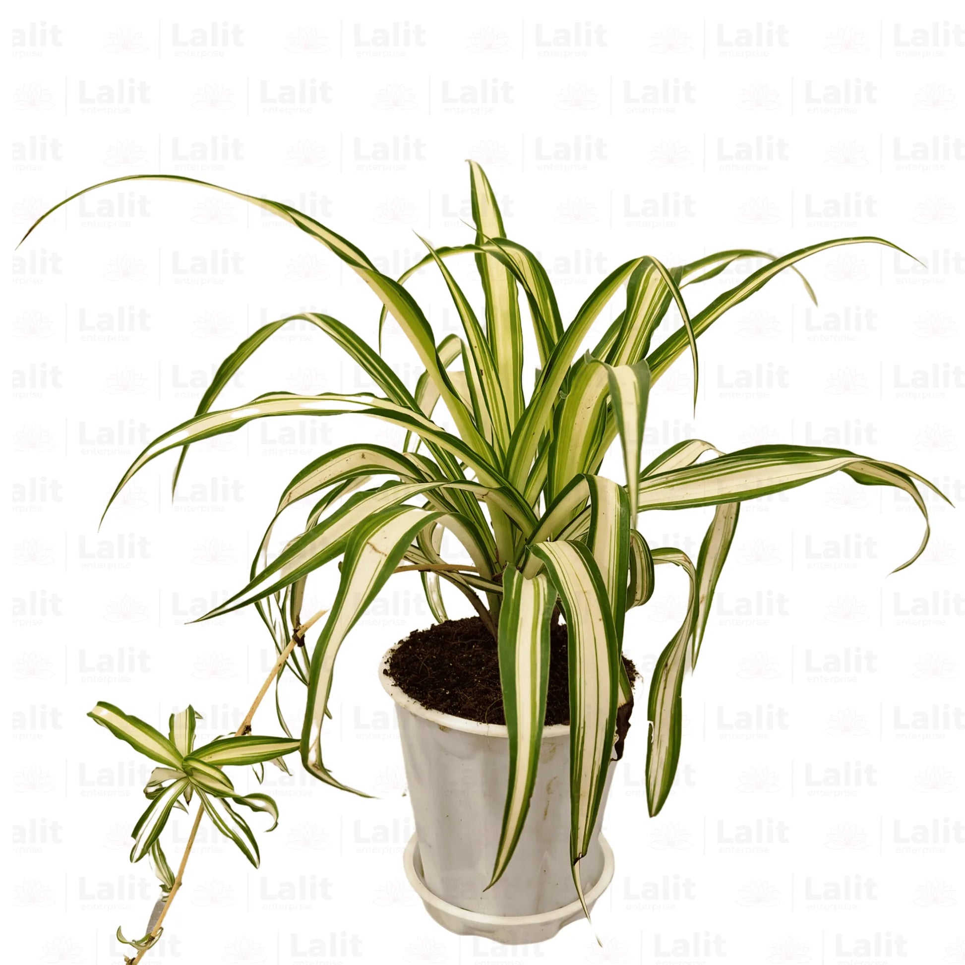 Buy Chlorophytum Comosum plant white Online at Lalitenterprise