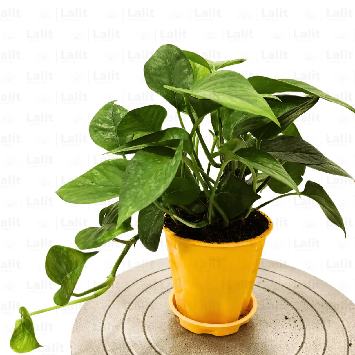 Buy Money Plant Green (Epipremnum Aureum) - Plant  Online at Lalitenterprise