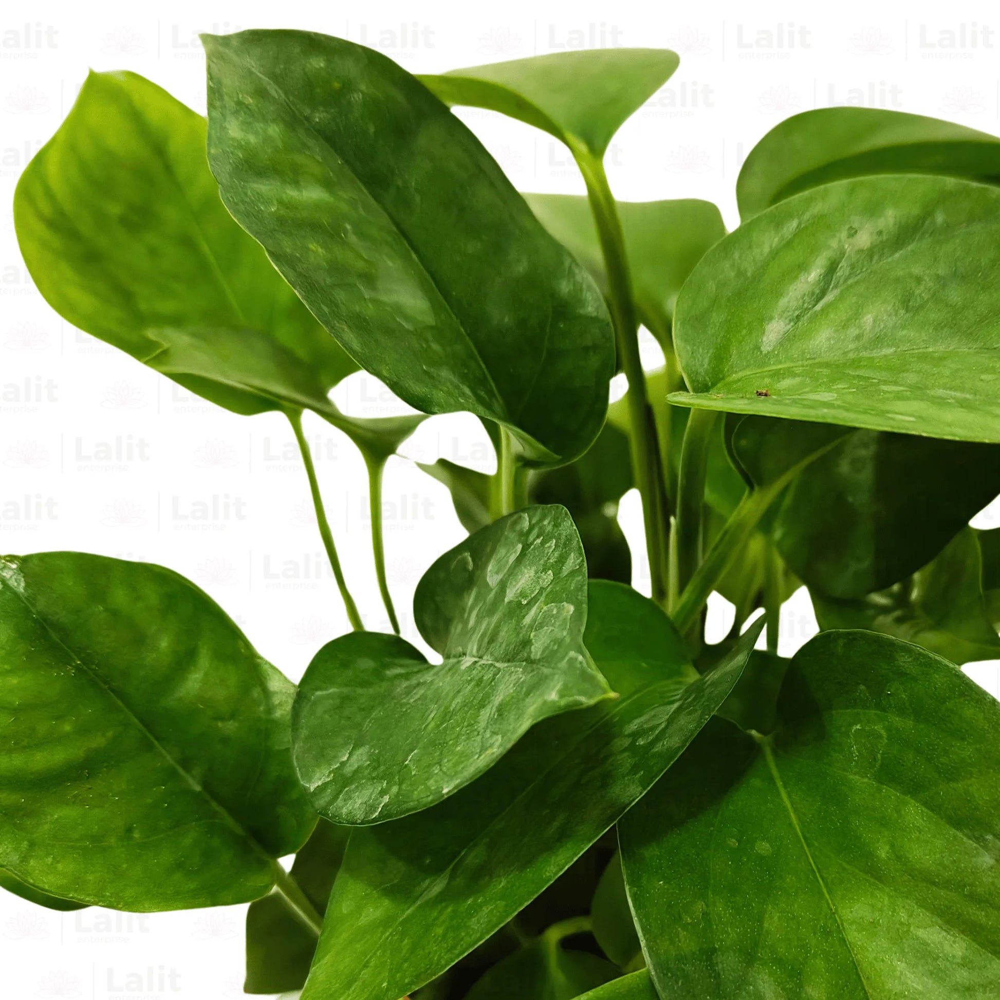 Buy Money Plant Green (Epipremnum Aureum) - Plant Online at Lalitenterprise