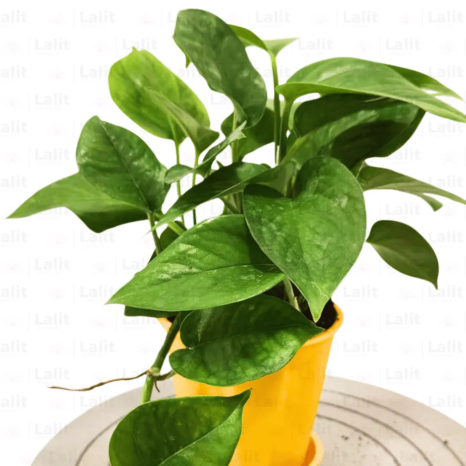 Buy Money Plant Green Online at Lalitenterprise