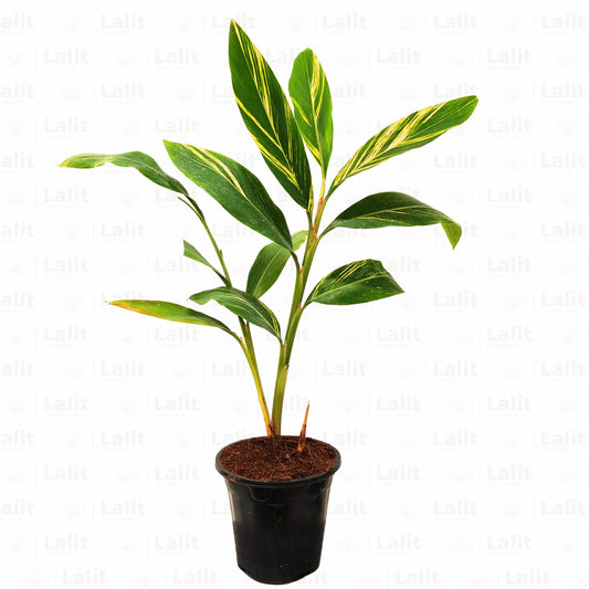 Buy Alpinia | Alpinia Purpurata Variegated Plant Online at Lalitenterprise
