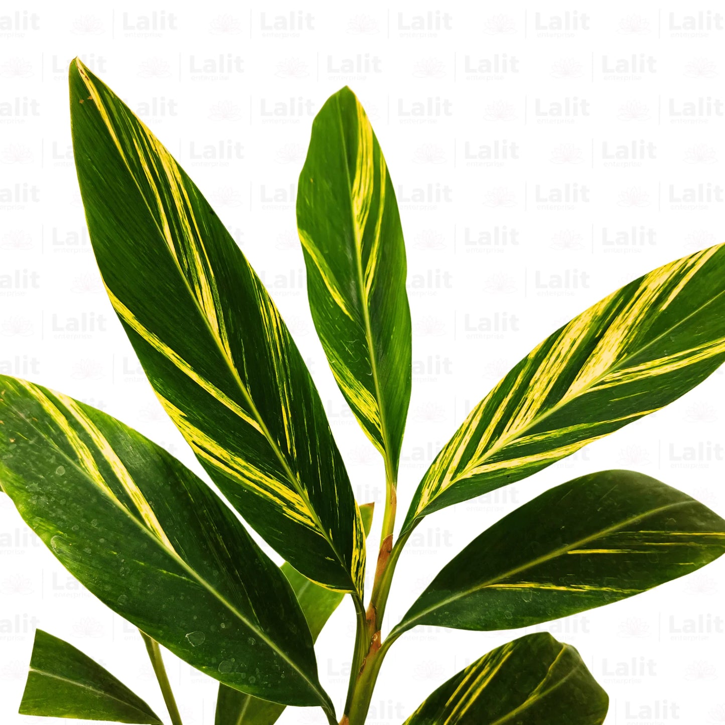 Buy Alpinia Purpurata Variegated Plant Online at Lalitenterprise