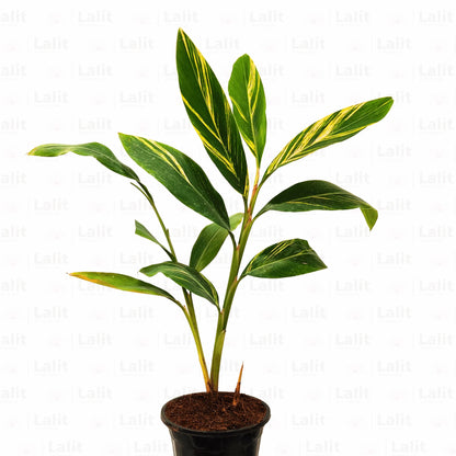 Buy Alpinia Plant Online at Lalitenterprise