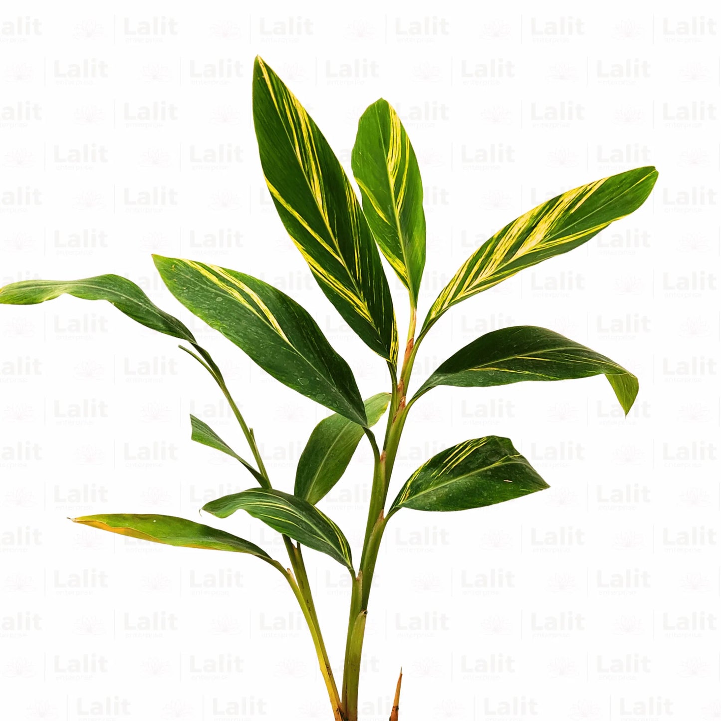 Buy Alpinia | Alpinia Purpurata Variegated Plant Online at Lalitenterprise
