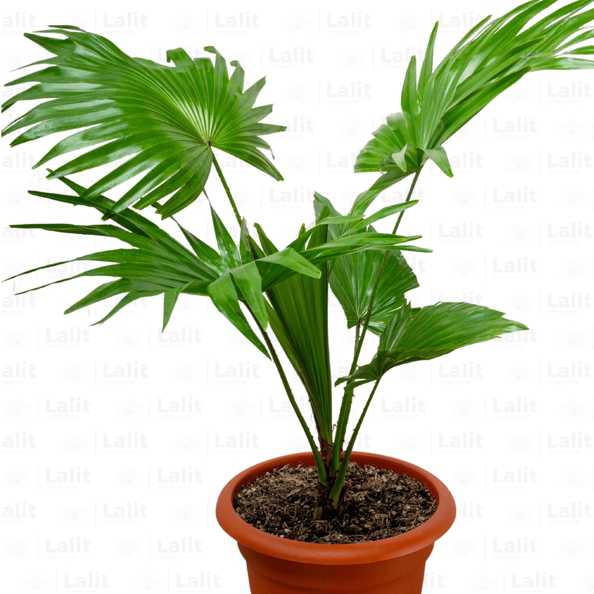 Buy China Palm (Livistona Chinensis) Plant Online at Lalitenterprise