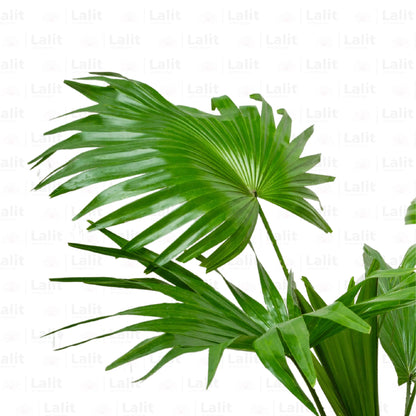 Buy Livistona Chinensis Plant Online at Lalitenterprise