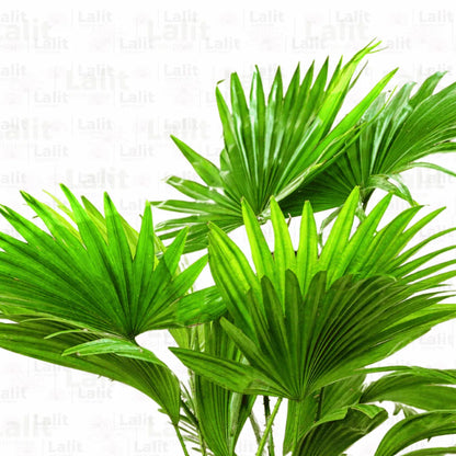 Buy China Palm Plant Online at Lalitenterprise