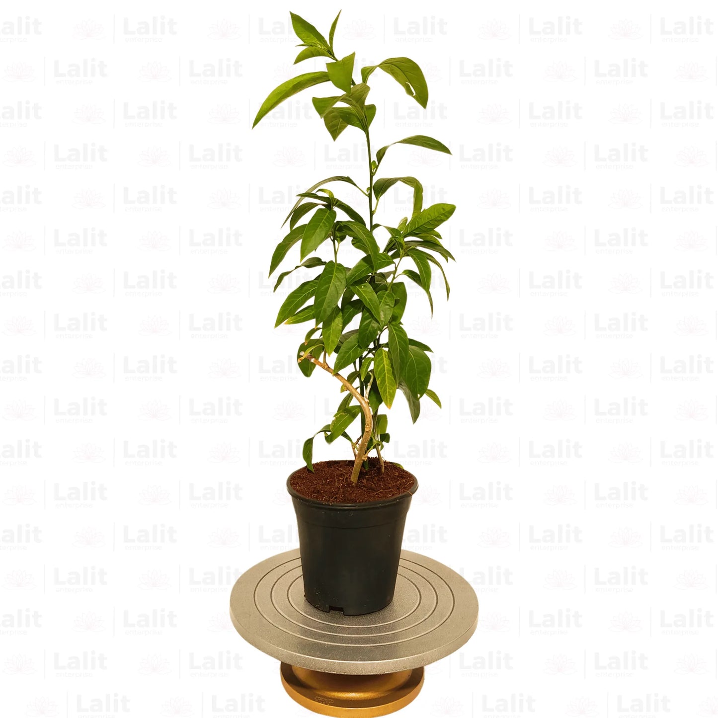 Buy Raat Ki Rani, Raat Rani, Night Blooming Jasmine – Plant Online at Lalitenterprise