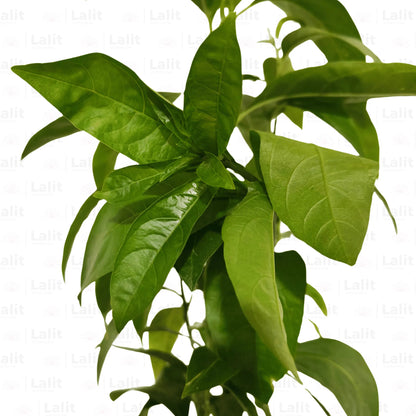Buy Raat Ki Rani – Plant Online at Lalitenterprise